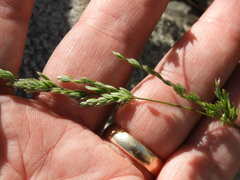 Poa bigelovii