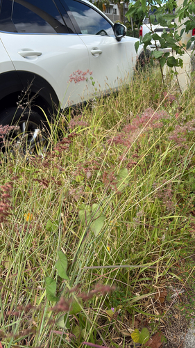 Melinis repens observed 2026-05-22