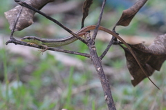 Takydromus sexlineatus