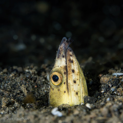 Ophichthus altipennis