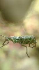 Compsus fossicollis
