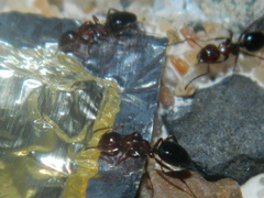 Camponotus hyatti