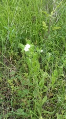 Lithospermum matamorense
