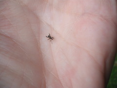 Stephanorhynchus lawsoni