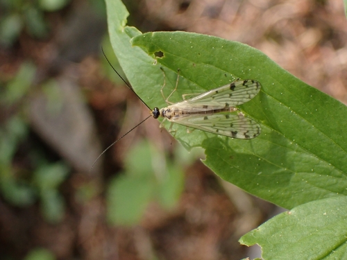 European Alpine Scorpionfly