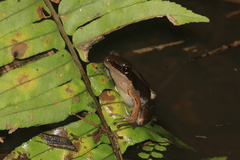 Indosylvirana nicobariensis