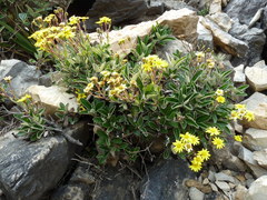 Brachyglottis laxifolia