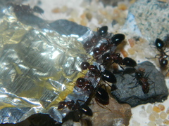 Camponotus hyatti