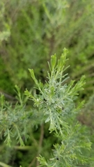 Ericameria palmeri