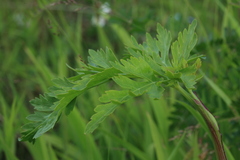 Kitagawia terebinthacea