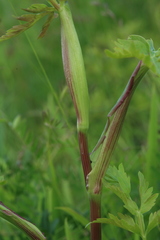 Kitagawia terebinthacea