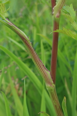 Kitagawia terebinthacea