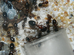 Camponotus hyatti