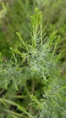 Ericameria palmeri