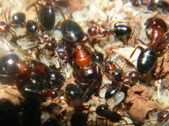 Camponotus hyatti