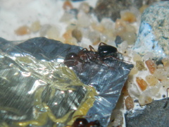 Camponotus hyatti