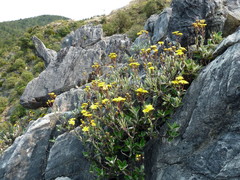 Brachyglottis laxifolia
