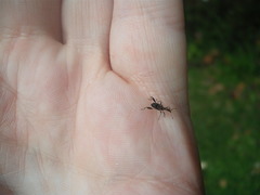 Stephanorhynchus lawsoni