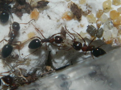 Camponotus hyatti