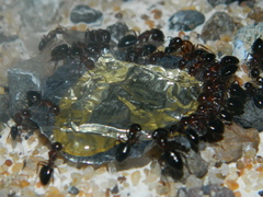 Camponotus hyatti