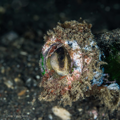 Amblypomacentrus breviceps