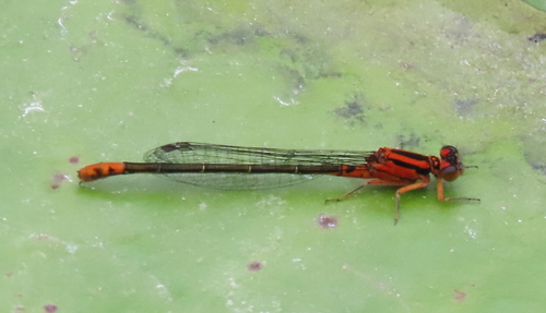 Lilypad Forktail photo 5
