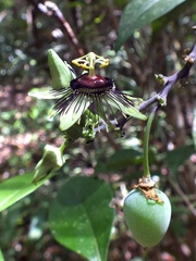 Passiflora xiikzodz