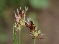 Luzula comosa