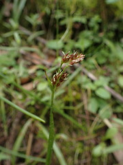 Luzula comosa