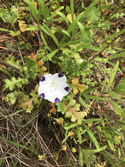 Nemophila maculata