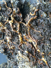 Ficopomatus enigmaticus