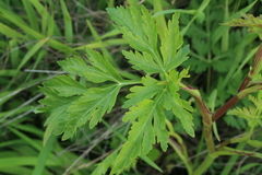 Kitagawia terebinthacea