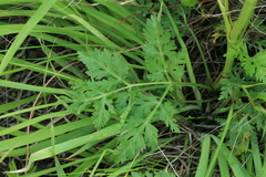 Kitagawia terebinthacea