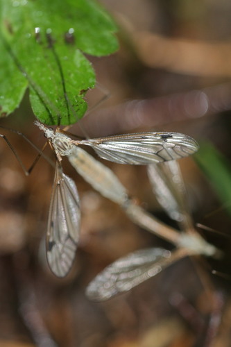 Tipula submarmorata