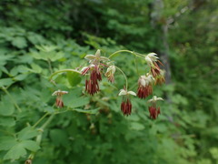 Thalictrum fendleri polycarpum