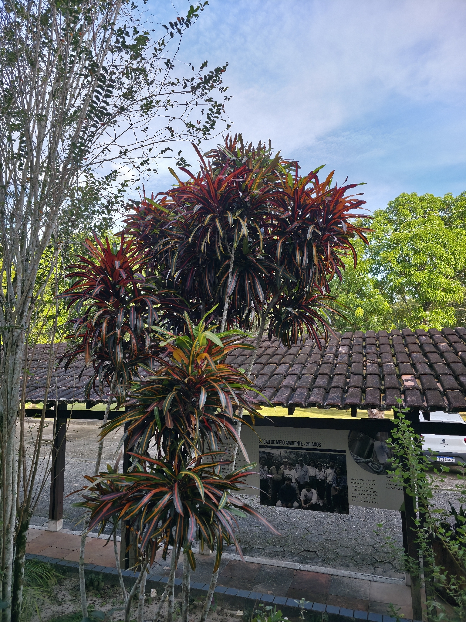 Codiaeum variegatum