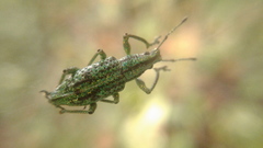 Compsus fossicollis