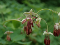 Thalictrum fendleri polycarpum