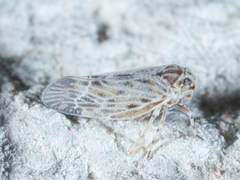 Cedusa maculata