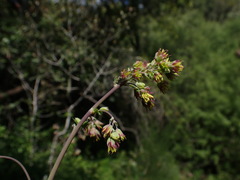 Thalictrum fendleri polycarpum
