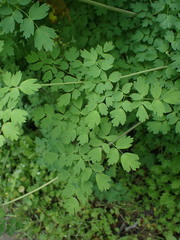 Thalictrum fendleri polycarpum