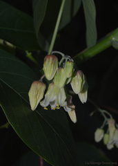Manihot carthagenensis