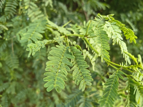 Prosopis juliflora observed 2026-05-18
