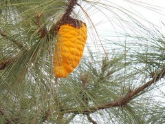 Cronartium conigenum