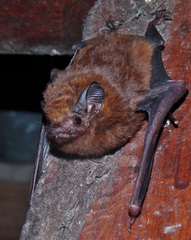 Peropteryx