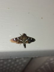 Desmia ploralis