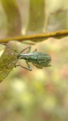 Compsus fossicollis