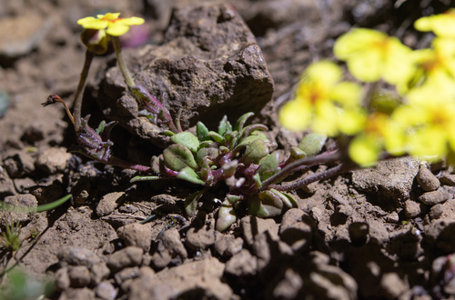 Zaluzianskya rubrostellata, photograph 3