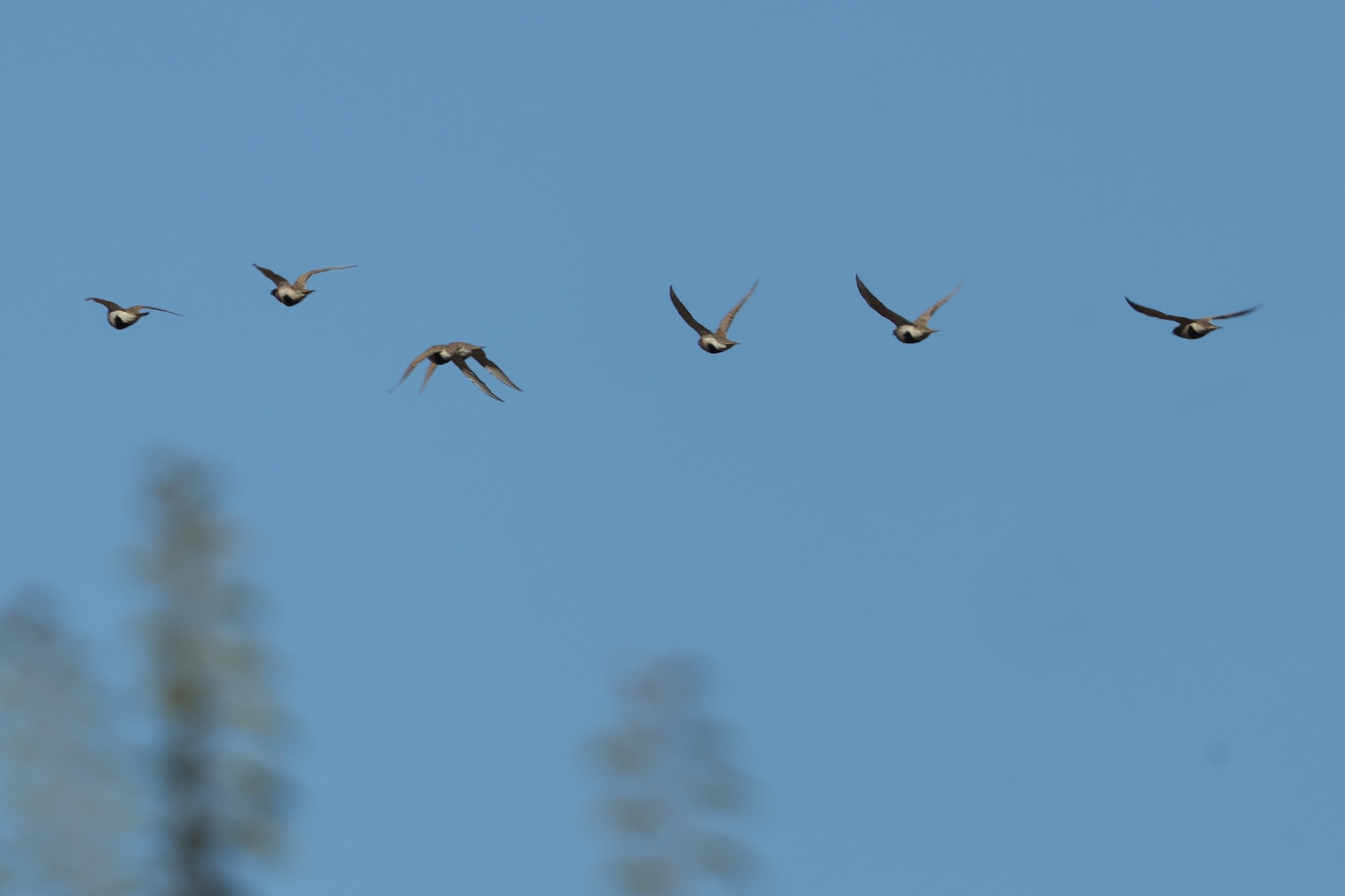Pallas's Sandgrouse (Syrrhaptes paradoxus), photo 4