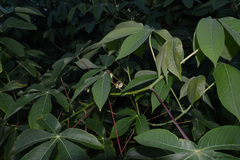Manihot carthagenensis